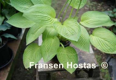 Hosta The Minnesota Mafia