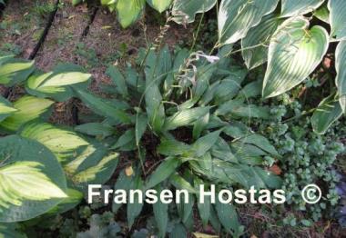 Hosta The Razor's Edge