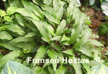 Hosta The Razor's Edge