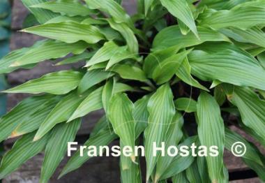Hosta The Razor's Edge