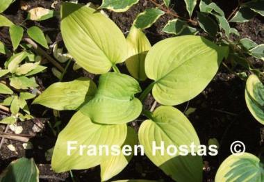 Hosta The Shining
