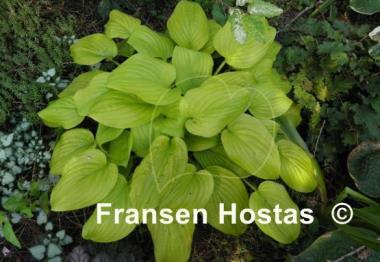 Hosta The Shining