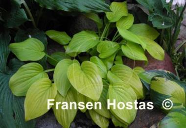 Hosta The Shining