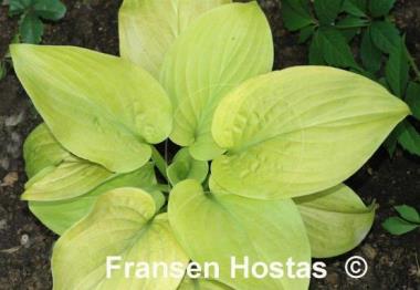 Hosta The Shining