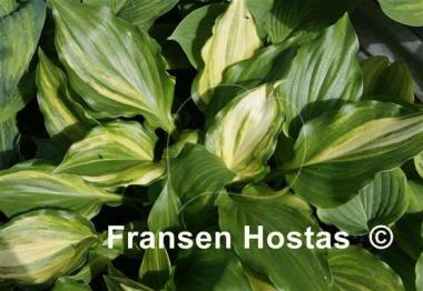 Hosta The Sweetest Thing