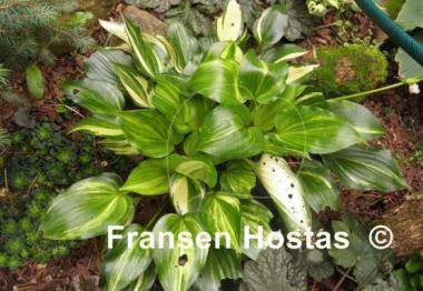 Hosta The Sweetest Thing