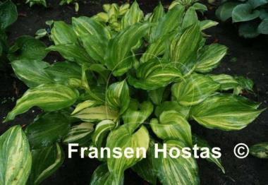 Hosta The Sweetest Thing