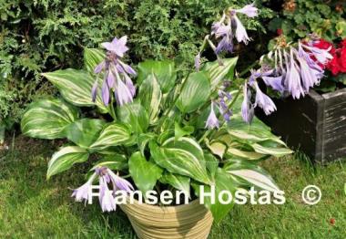 Hosta The Sweetest Thing