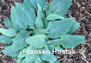 Hosta Theo's Blue