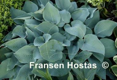 Hosta Theo's Blue