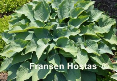 Hosta Theo's Blue