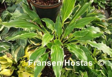 Hosta Three Coins