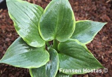 Hosta Three Sisters