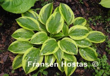 Hosta Thumbelina