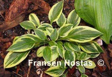 Hosta Thumbelina