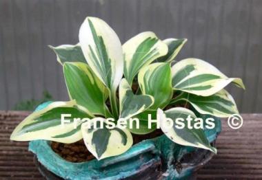 Hosta Thumbelina