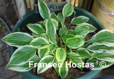 Hosta Thumbelina