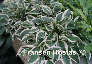 Hosta Thumbelina