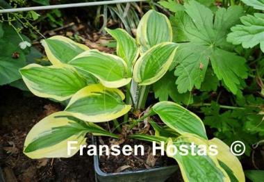 Hosta Thumbelina