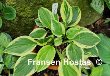 Hosta Thumbelina