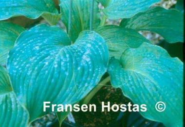 Hosta Thunder Boomer