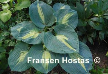 Hosta Thunderbolt