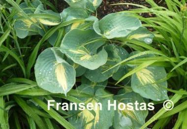 Hosta Thunderbolt