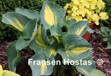 Hosta Thunderbolt