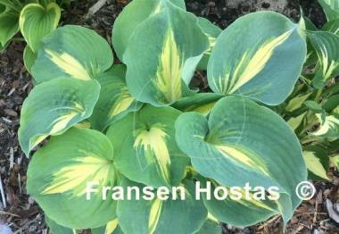 Hosta Thunderbolt