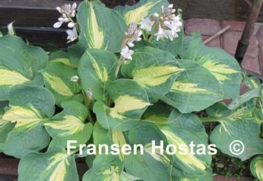 Hosta Thunderbolt