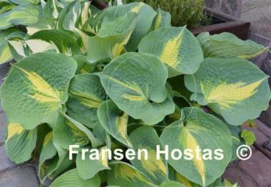 Hosta Thunderbolt