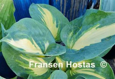 Hosta Thunderbolt
