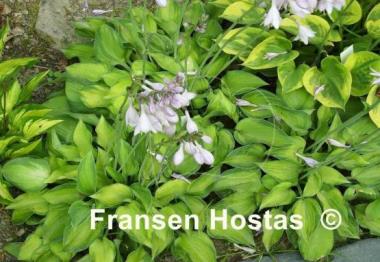 Hosta Tick Tock