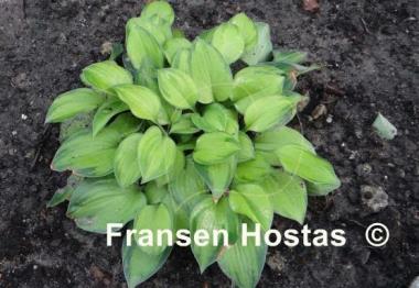 Hosta Tick Tock