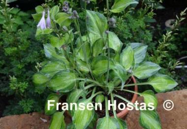 Hosta Tick Tock