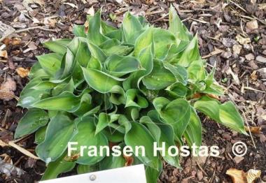 Hosta Tick Tock