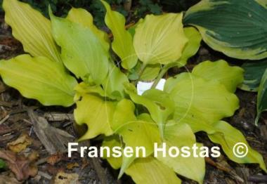 Hosta Tickle Me Pink