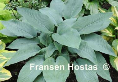 Hosta Tidewater