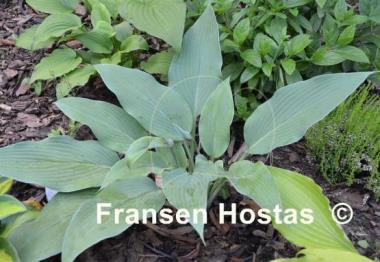 Hosta Tidewater