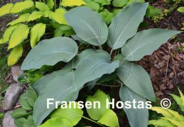 Hosta Tidewater