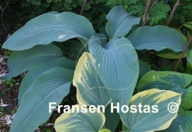Hosta Tidewater
