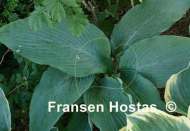 Hosta Tidewater