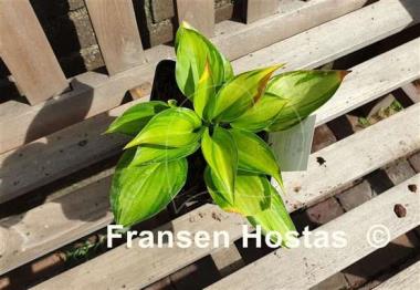 Hosta Tiki Bar