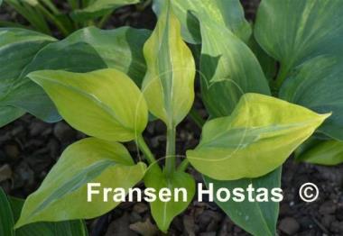Hosta Time Traveler