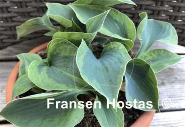 Hosta Timothy
