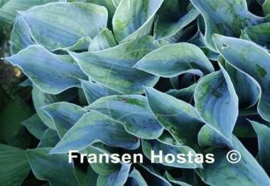 Hosta Timothy