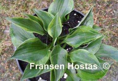 Hosta Timothy