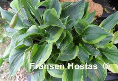 Hosta Timothy