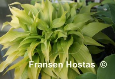Hosta Tiny Bubbles