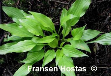 Hosta Tiny Bubbles